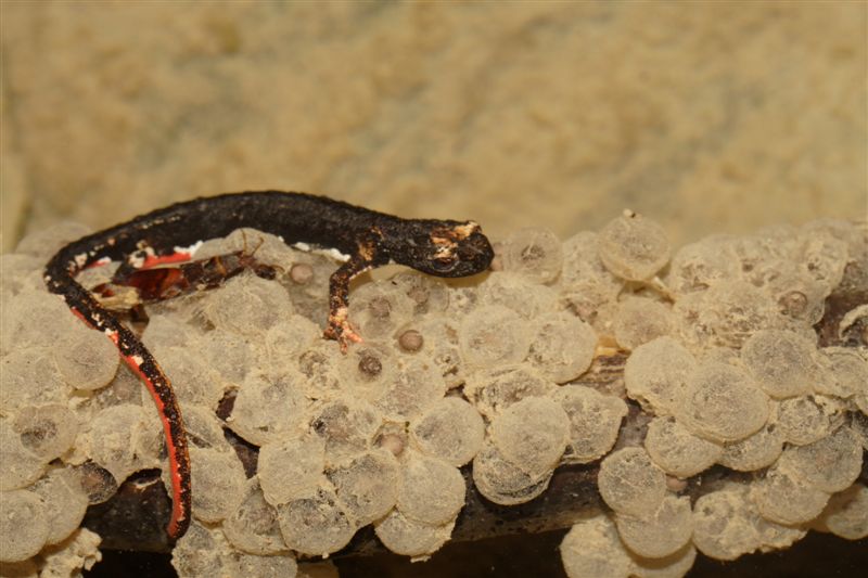 Limnephilidae in predazione di larva di salamandrina